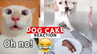 Funny Dog Reaction to Cutting Cake -  P1 |  Funny Vidz Animals