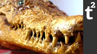 How to Escape a Crocodile's Jaws! RIF 51