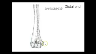 Notes on the humerus bony landmarks