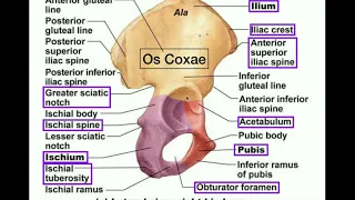 Anatomy | Specific Parts of the Os Coxae (Pelvis) [+ Left vs. Right]