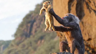 Circle of Life Song Scene - THE LION KING (2019) Movie Clip