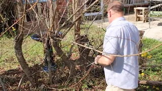 What I Learned Building Living Willow Structures