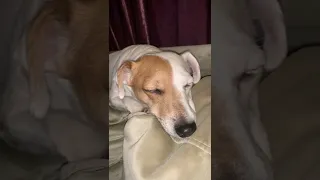 Sleeping my dog jack Russell terrier. Спит моя собака джек рассел терьер #shorts