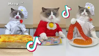 That Little Puff | Cats Make Food 😻 | TikTok Compilation 2023 #5