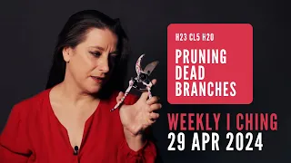 Pruning Dead Branches // Weekly I Ching 29 Apr-5 May 2024 // Hexagram 23 & 20