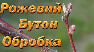 Обробка персика по рожевому бутону. Друга обов'язкова обробка персика у фазі рожевого бутона.