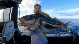 MASSIVE Striped Trumpeter in Australia! Is this easy mode?