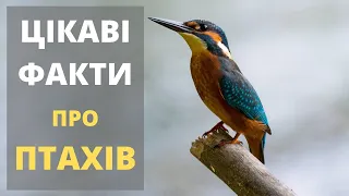 Цікаві факти про птахів світу і України. Реальні відео і фото птахів в живій природі.