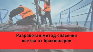 Разработан метод спасения осетра от браконьеров