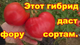 Самый лучший гибридный томат Розовый Спам