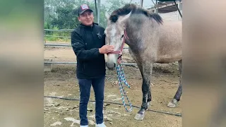 Mi caballo Bengalo se fue de nuestra finca | DANIKO