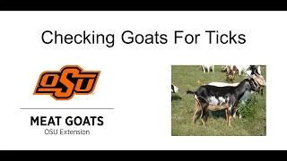 Checking Goats for Ticks