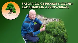 Работа со свечками у сосны