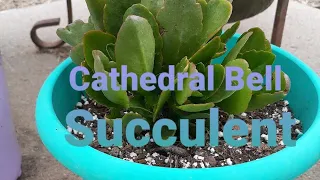 Cathedral Bell Succulent