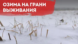 Озима на грани выживания