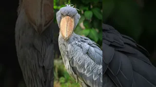 2023 Shoebill Stork and 4000 bce Shoebill Stork ।। crazy biology।। #shorts #shortsvideo