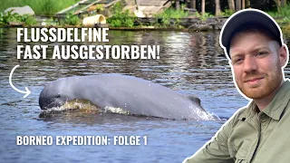 Auf der SUCHE nach den LETZTEN FLUSSDELFINEN von INDONESIEN! | Borneo Expedition