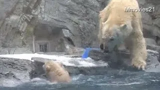 Help me! Polar Bear cub can't swim yet