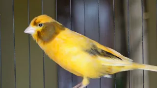 impossible if your canary does not immediately sing! canary training