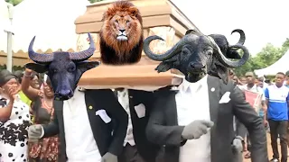 Coffin Dance Meme - WILD ANIMALS Meme Compilation