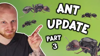 Lets Move My Messor barbarus Into Their New Nest! (Part 3)