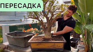 ПЕРЕСАДКА ОГРОМНОГО ДЕНЕЖНОГО ДЕРЕВА КРАССУЛА ОВАТА CRASSULA OVATA В ПЛОШКУ ДЛЯ БОНСАЙ МАСТЕР КЛАСС