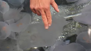 Sea Jelly Touch Encounter at Oregon Coast Aquarium