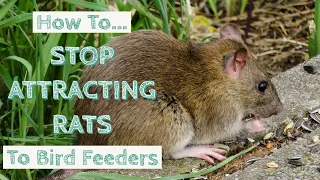 How To Stop Attracting Rats To Bird Feeders