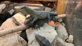 Varanus Salvadorii Feeding Behavior - riding the back