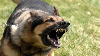 Самые ОПАСНЫЕ ПОРОДЫ СОБАК в мире ТОП 10! The most dangerous breed of dog in the world