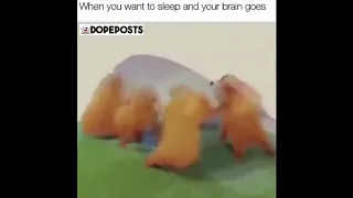 Bears Dancing to “Sweet Dreams”