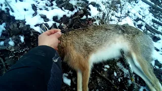 Проверка петель на зайца