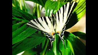 Swallowtail Butterfly at Home. Raising Butterflies at Home.