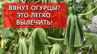 Почему вянут огурцы? Что делать? Как лечить фузариоз?