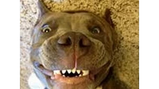 Смешные собаки 4 ● Приколы с животными лето 2014 ● Funny dogs vine compilation ● Part 4