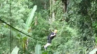 Flight of Gibbon Chaing Mai 2016