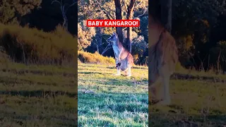 Watch Baby Kangaroo (Joey) in Mum’s Pouch! it’s HUGE! 🦘🦘🦘   #cute #kangaroo #localwildlife 🥰