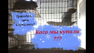 Кого мы купили? Что случилось с Нюшей?