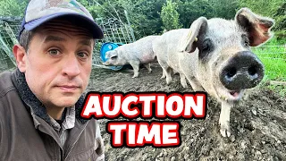 The Pigs Will Live. I’m going to Auction.