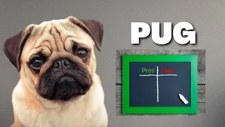 Pug: The Pros & Cons Of Owning a Pug