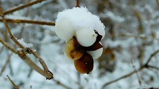 Зимний лес.Парк Оптимист.