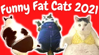 Funny Big Fat Cats🤣TRY NOT TO LAUGH COMPILATION😻Cute Cat Moments in The World 2021