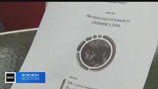 I-Team: How accurate are pet DNA tests?