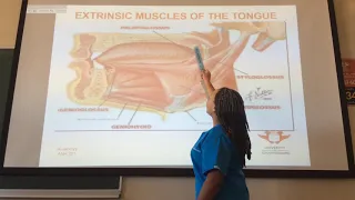 The Extrinsic muscles of the tongue