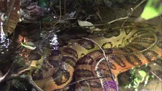 Giant anaconda in the Amazon rainforest - Close encounter!