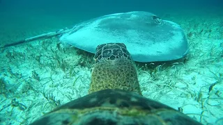 TurtleCam #1 - Through A Sea Turtle's Eyes In The Bahamas!