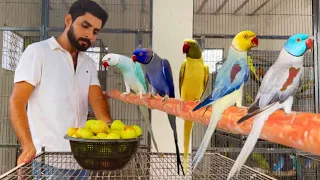 Alexanadar Parrots ki breed krwa k Lakho kamaye Talking Parrot, Bolnay Wala Tota, Hsn Entertainment