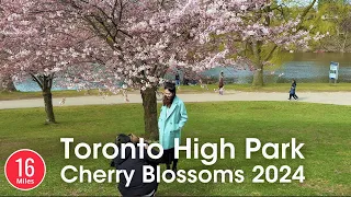 Exploring High Park's Cherry Blossoms in Toronto 2024