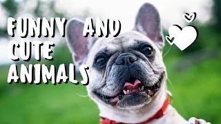 Cute and Funny Animals and Pets Compilation #40