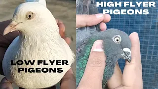 What are the differences between Low Flyers and High Flyers?